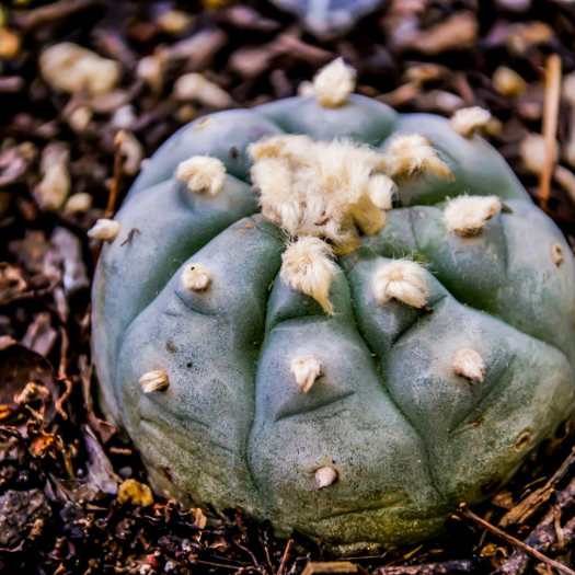  Lophophora williamsii  - Peyote