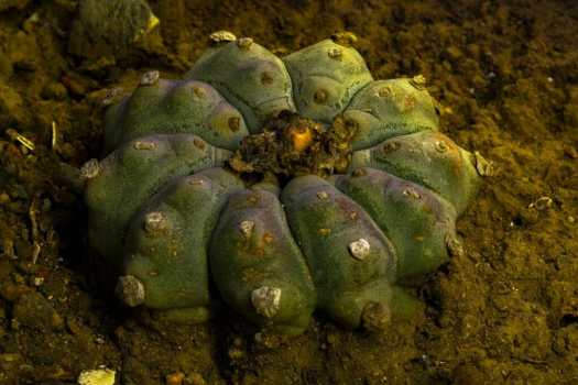  Lophophora williamsii  - Peyote