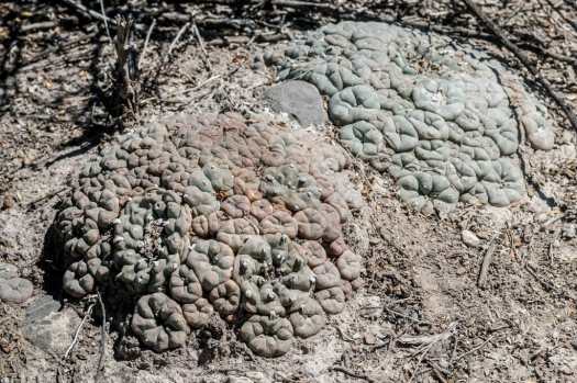  Lophophora williamsii  - Peyote