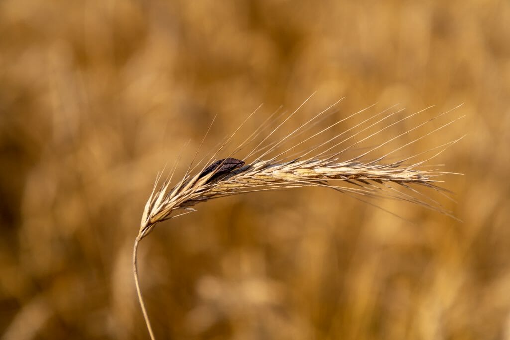 photo of ergot fungus growing on rye